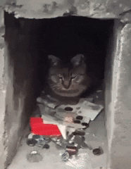 giphy-Feb-16-2023-12-07-28-5875-PM