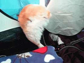 giphy-Mar-17-2023-01-33-31-9901-PM